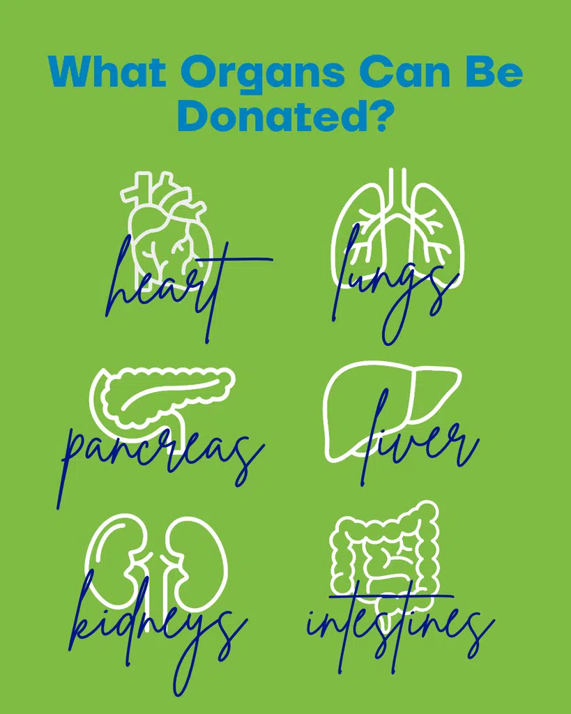 Graphic showing images of the six transplantable organs, from left-to-right top-to-bottom: heart, lungs, pancreas, liver, kidneys and intestines